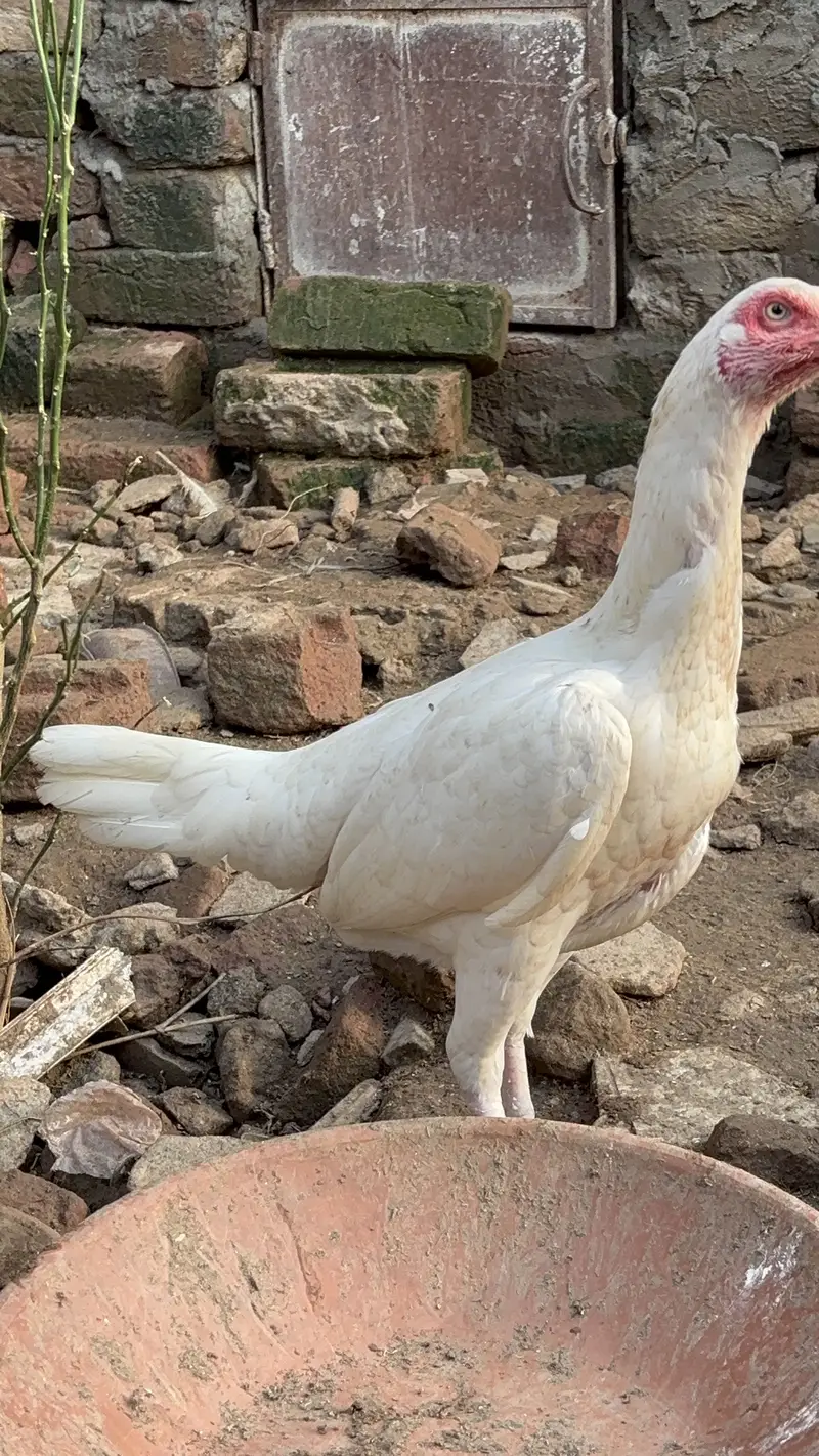 Paper White Heera Aseel Pairs Pathay Pathian For Sale — photo 12