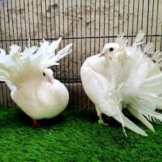 Fantail pigeon