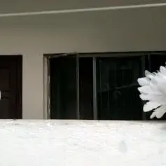 Fantail pigeon — photo 3