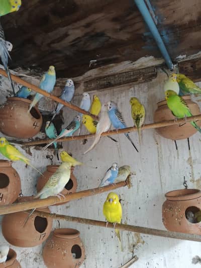 parrots budgies