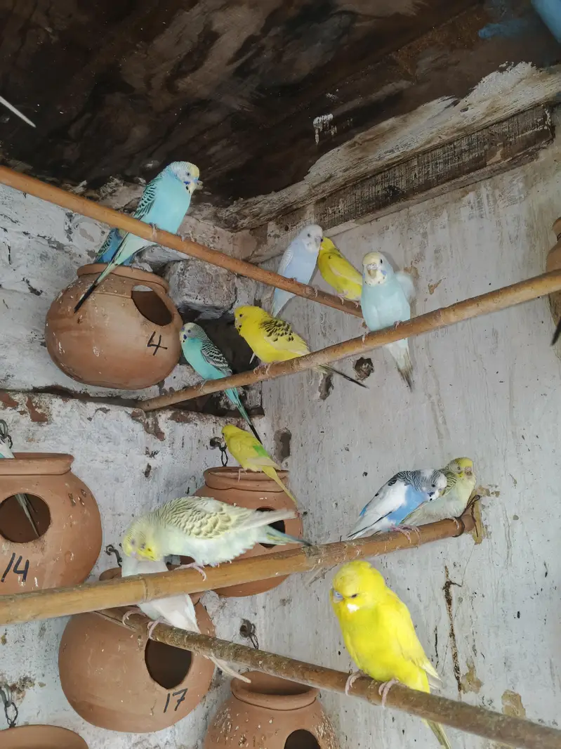 parrots budgies — photo 2