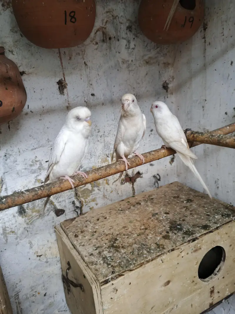 parrots budgies — photo 3