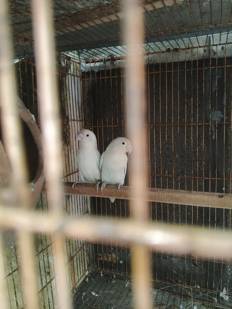 parrots budgies — photo 4