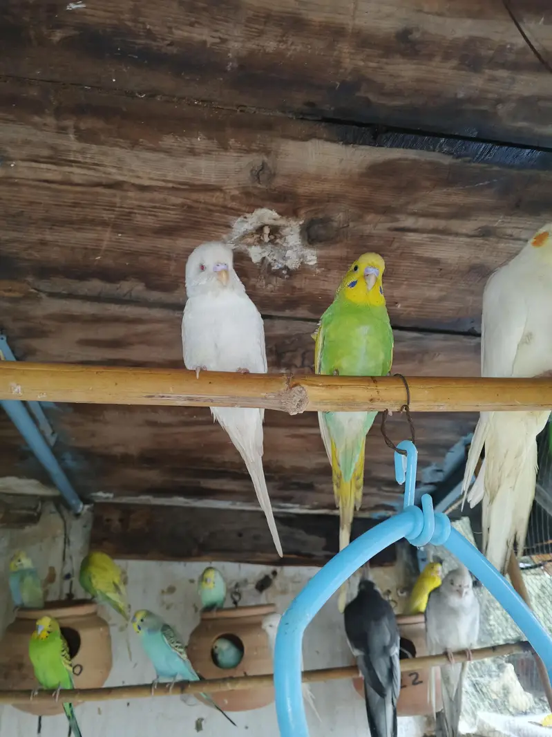 parrots budgies — photo 5