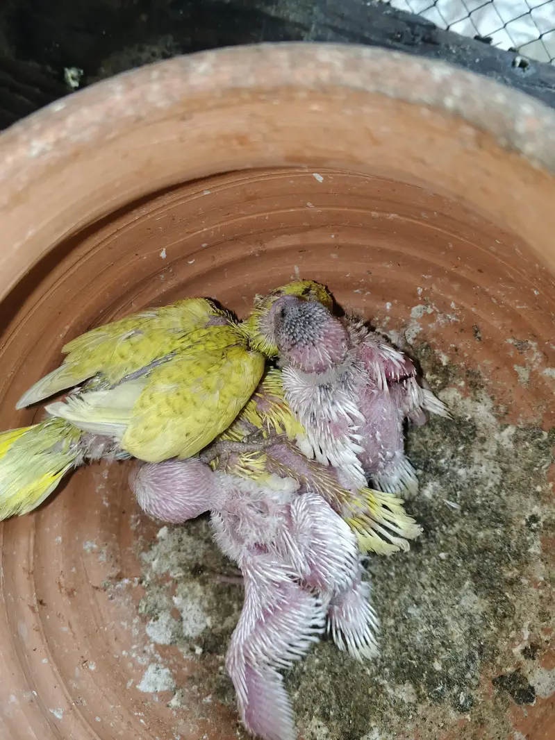 parrots budgies — photo 6