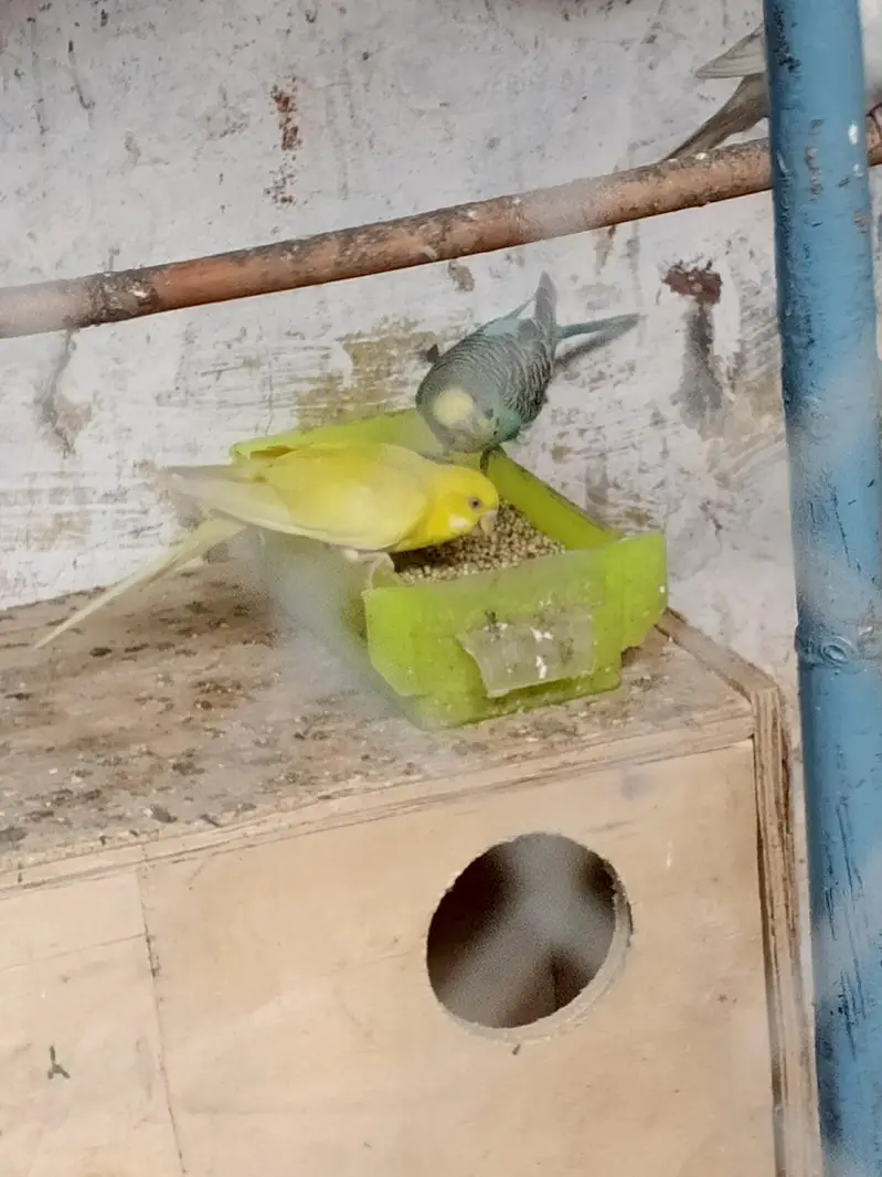 parrots budgies — photo 8