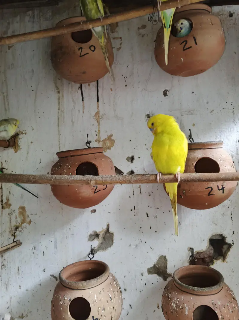 parrots budgies — photo 9