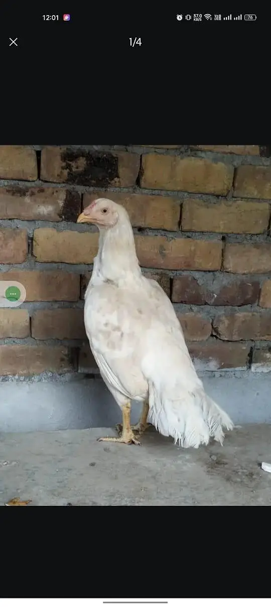 white aseel female — photo 2