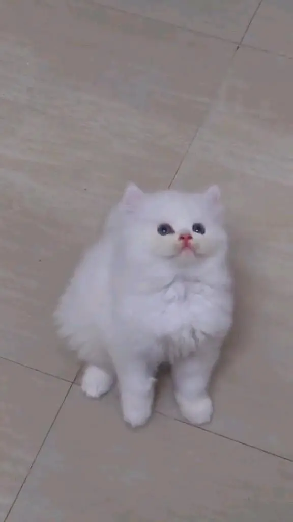 Quality Persian panch face cat and kitten WhatsAp o34o143oo37 — photo 2
