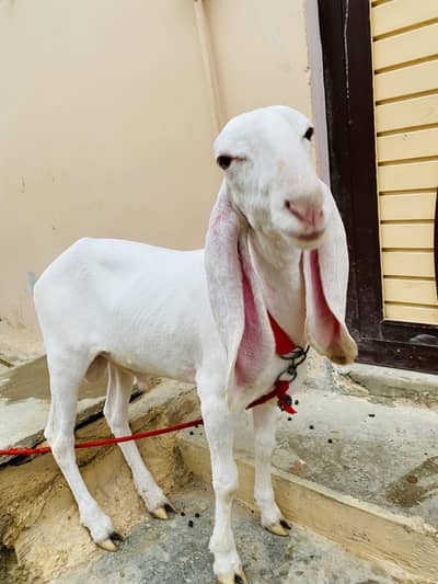 gulabi dumba for sell