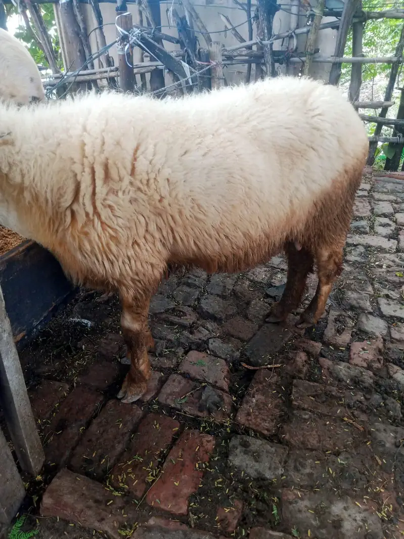 mundri female for sale — photo 2