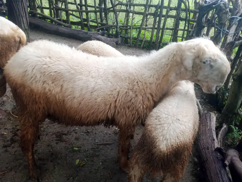 mundri female for sale — photo 4