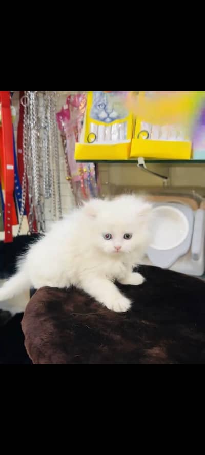 persian cat for sale