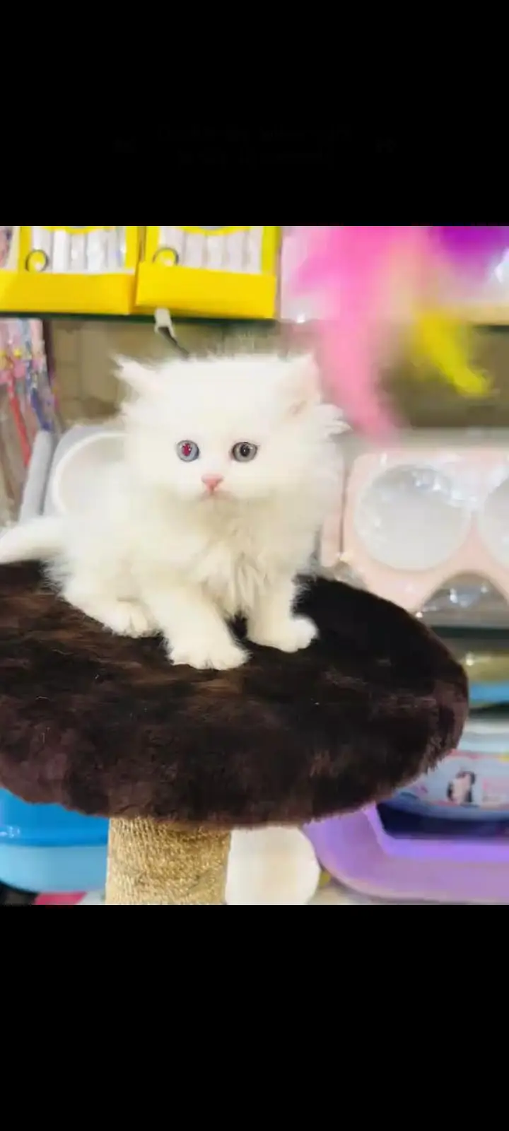 persian cat for sale — photo 3