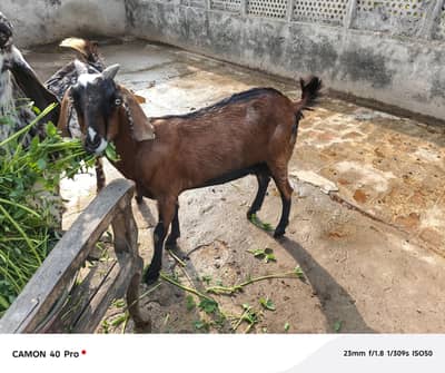 bakri, for, sale