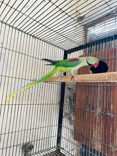 raw parrot breeder male