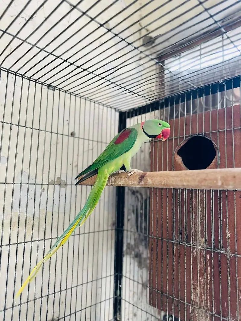 raw parrot breeder male — photo 2