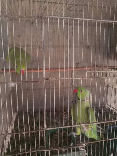 green ring neck