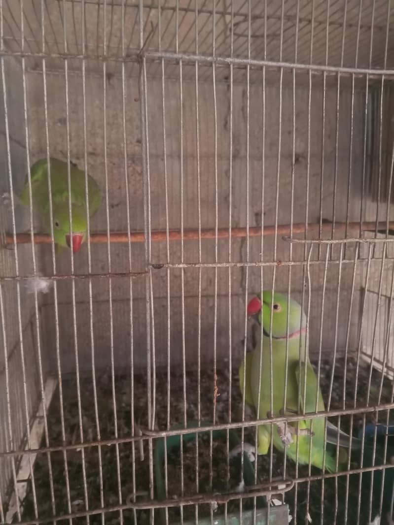 green ring neck 0