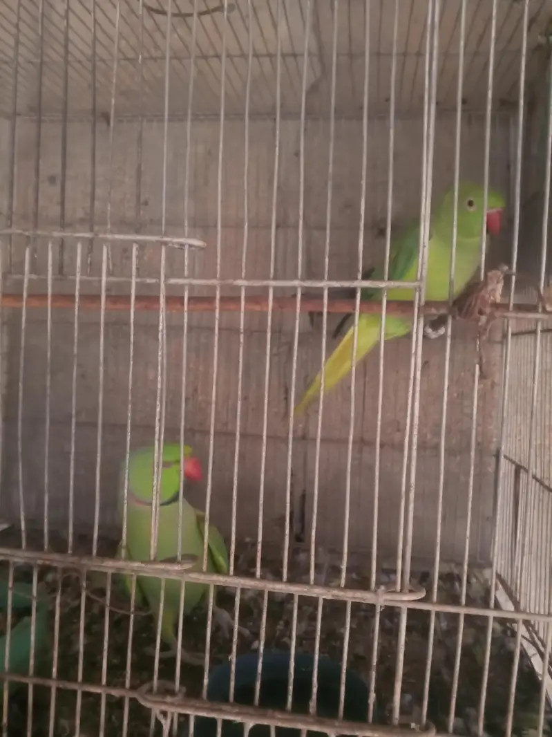 green ring neck — photo 2