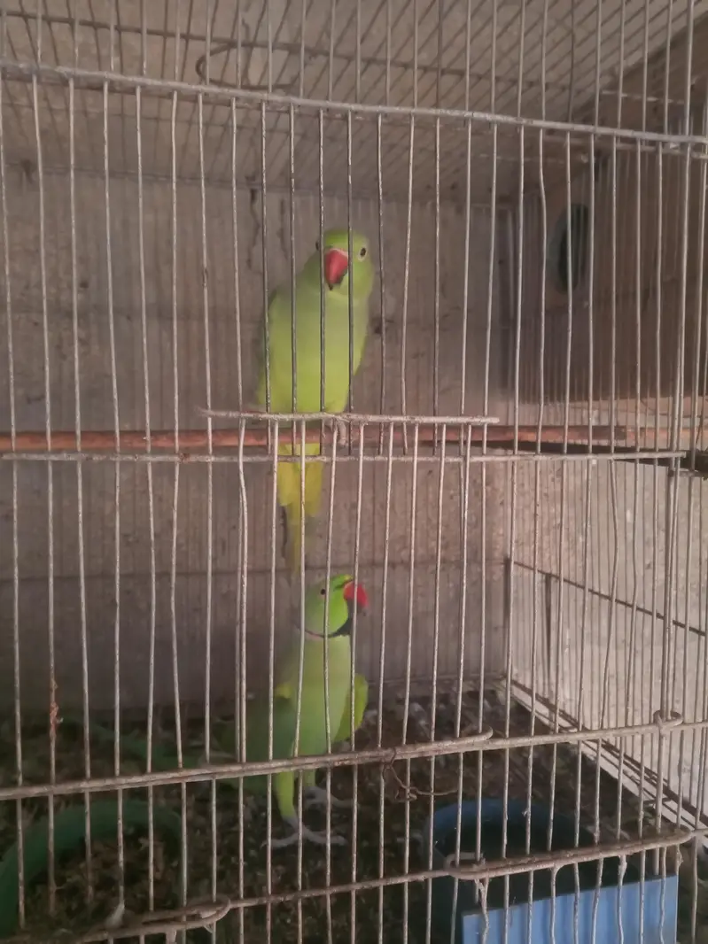 green ring neck — photo 3