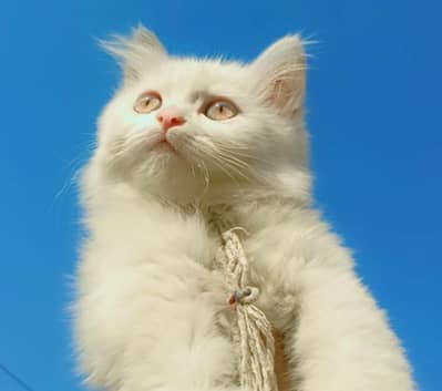 white fluffy cat