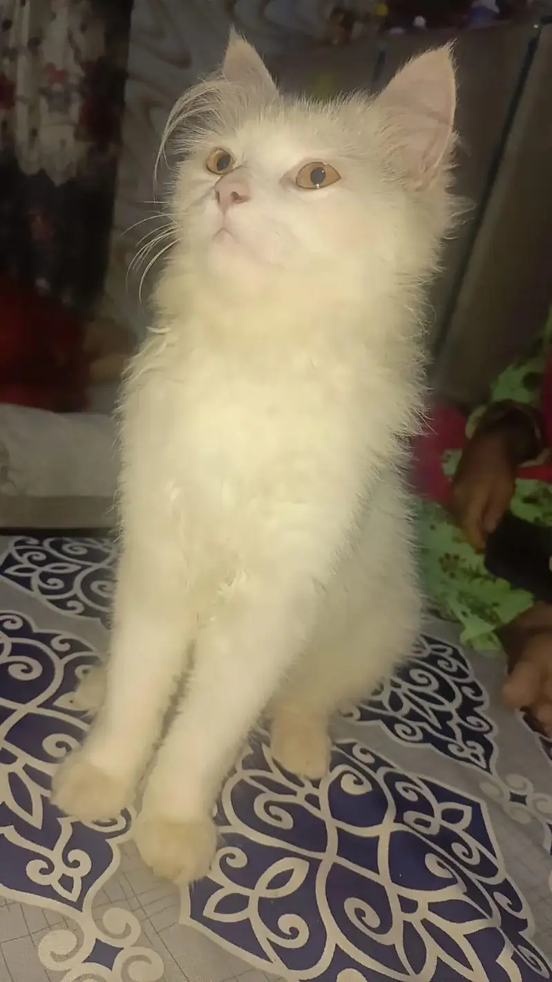 white fluffy cat — photo 2