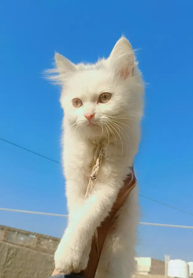white fluffy cat — photo 3