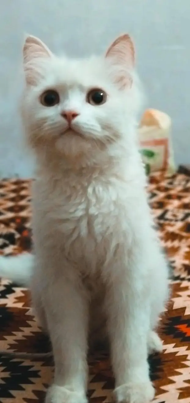 white fluffy cat — photo 4