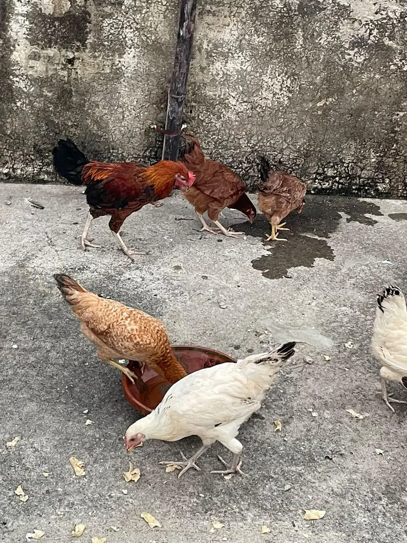 golden misri 4 months ki pathiya for sale — photo 5