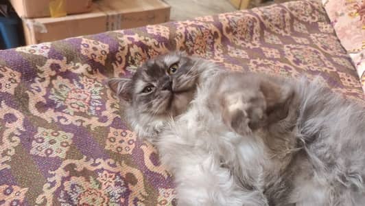 Persian Grey Cat
