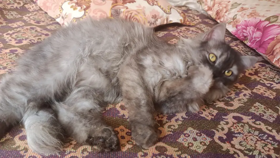 Persian Grey Cat — photo 2