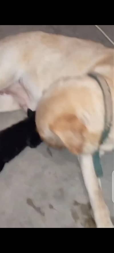 lab pup female