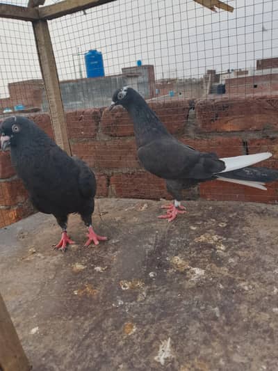 Breeder pair for sale
