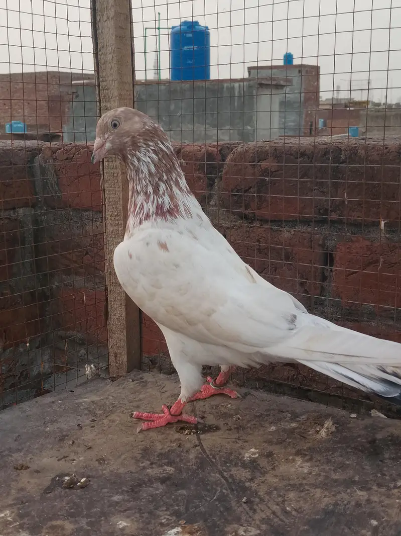 Breeder pair for sale — photo 4