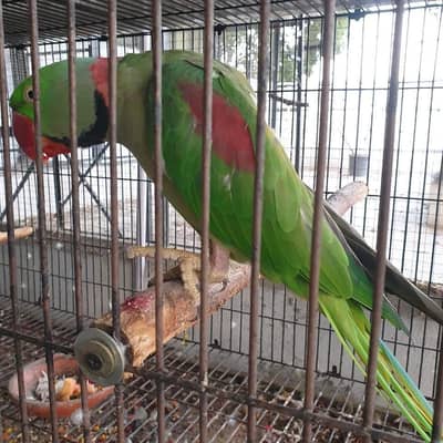 raw parrot male breeder