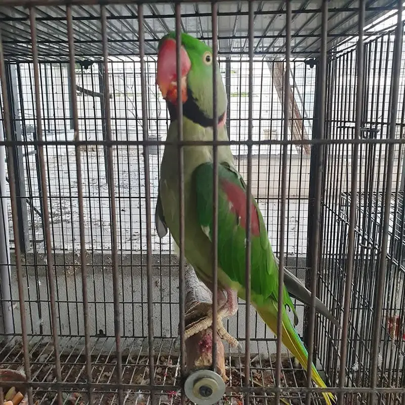 raw parrot male breeder — photo 2