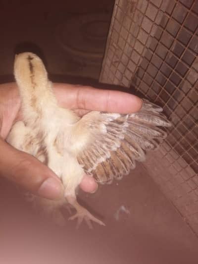 aseel chicks