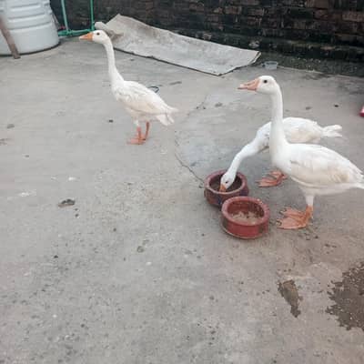 3 Healthy Desi Duck for sale Rawalpindi