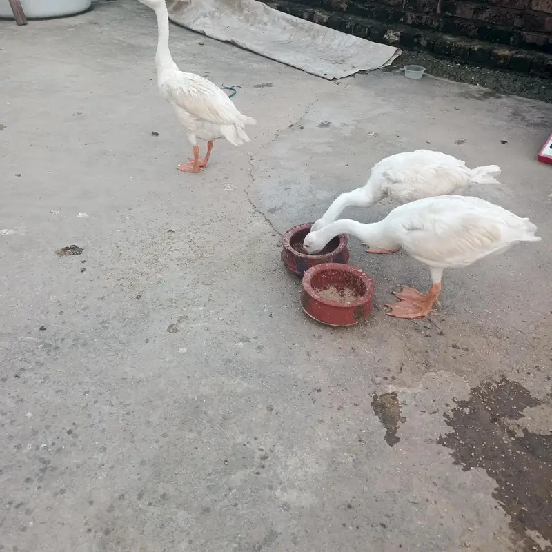 3 Healthy Desi Duck for sale Rawalpindi — photo 2