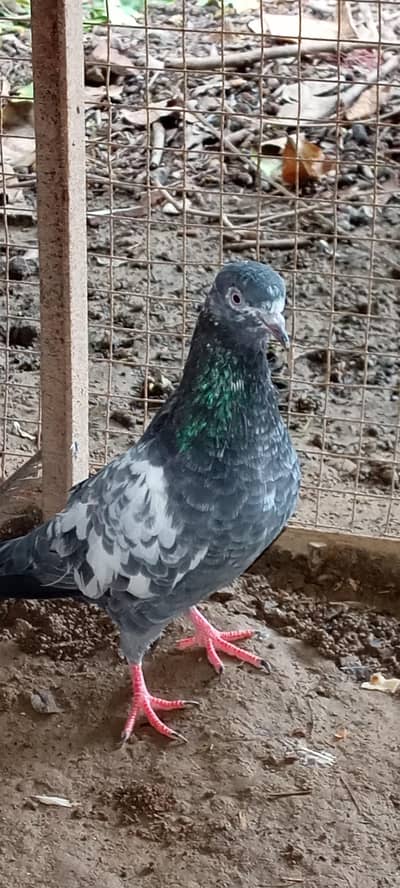 Pigeon for sale price is negotiable.