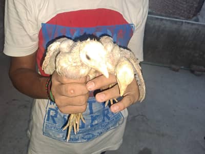 heera