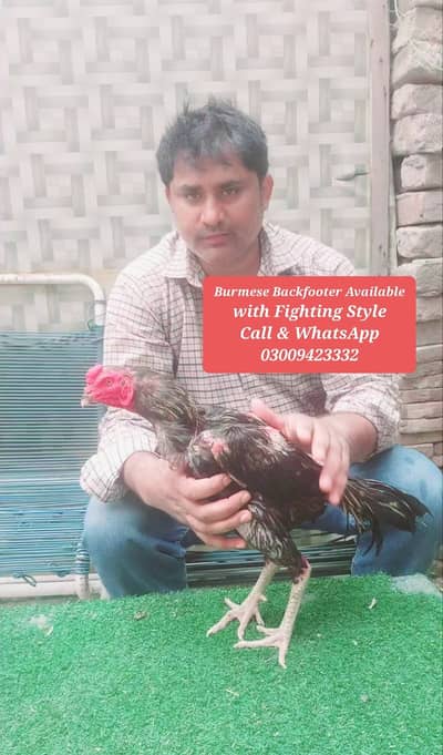 Burmese Backfooter Aseel Rooster