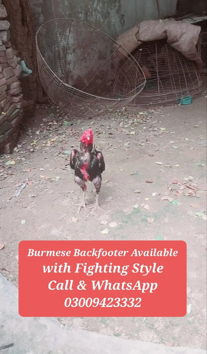 Burmese Backfooter Aseel Rooster — photo 2