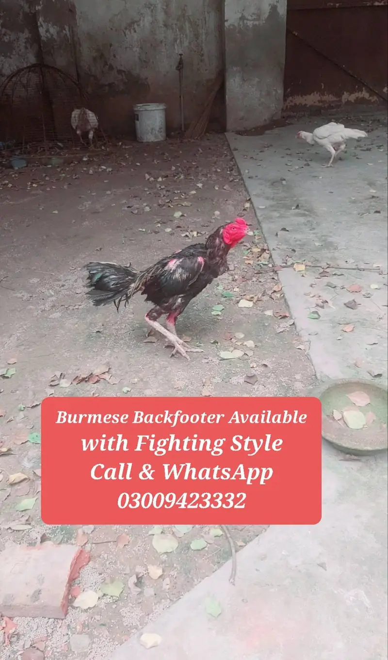 Burmese Backfooter Aseel Rooster — photo 3
