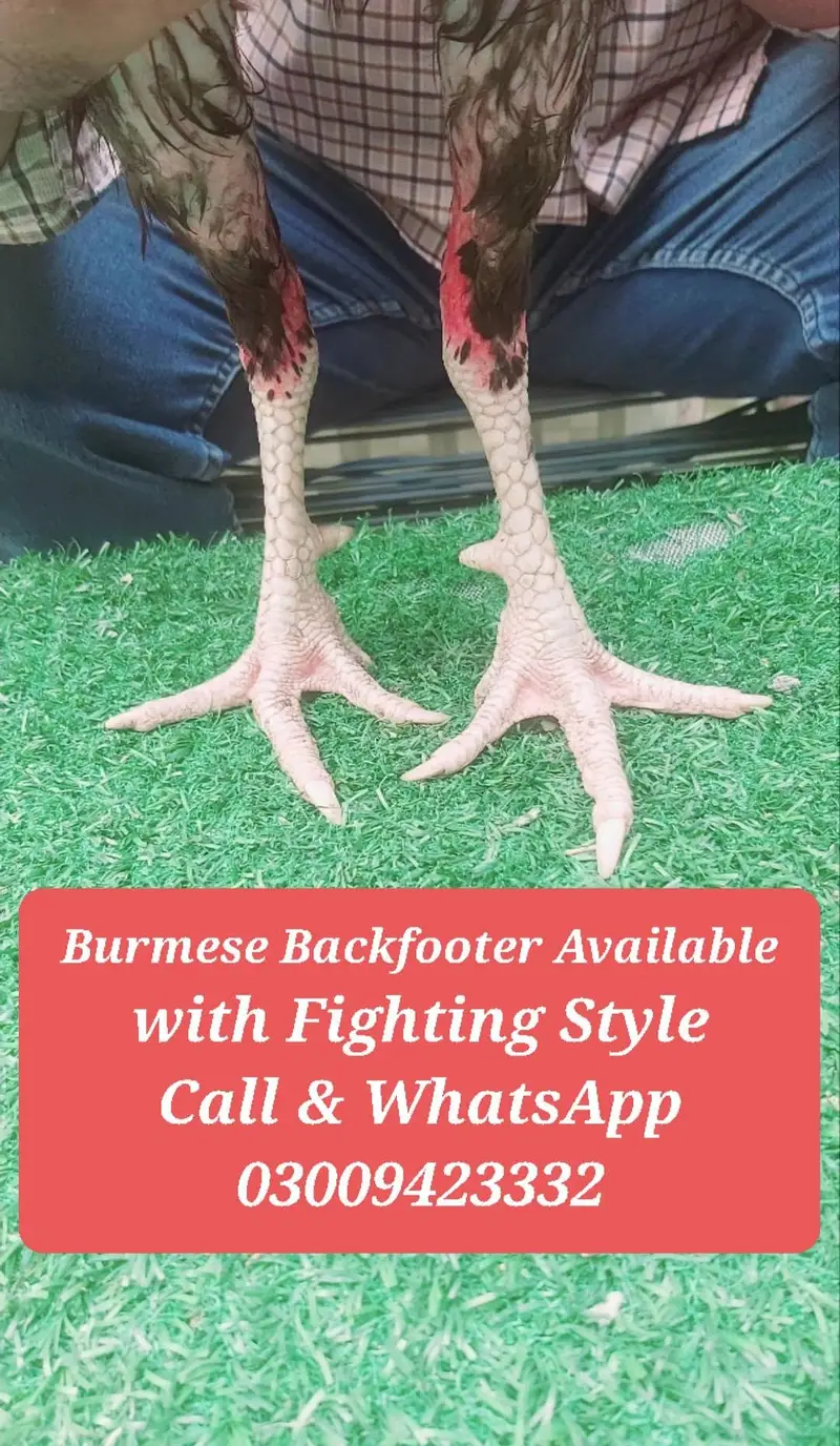 Burmese Backfooter Aseel Rooster — photo 4