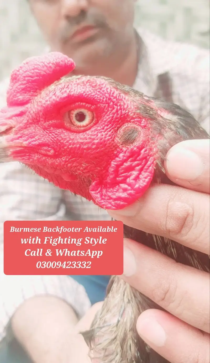 Burmese Backfooter Aseel Rooster — photo 5