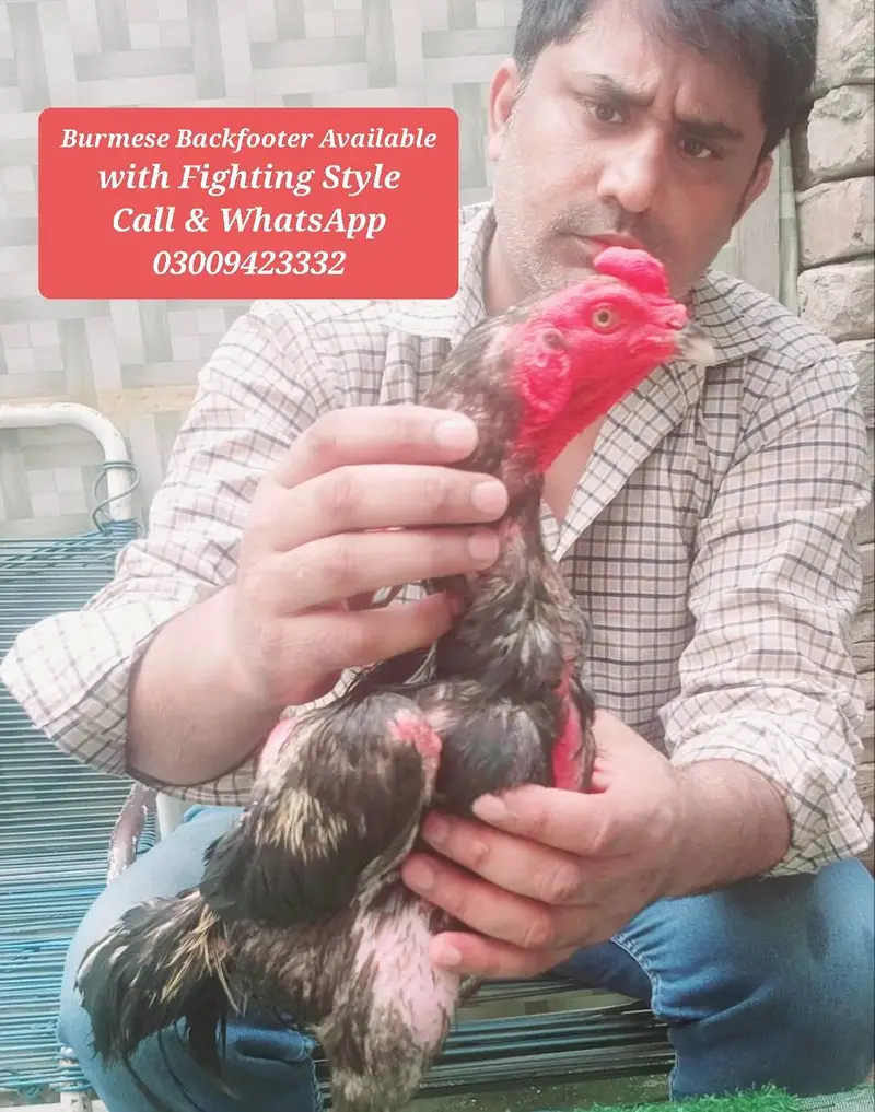 Burmese Backfooter Aseel Rooster — photo 6