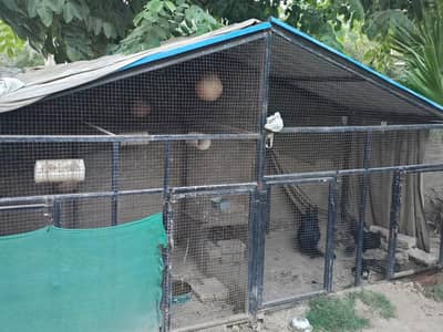 “Cages are available in all sizes. ”7sizes are available