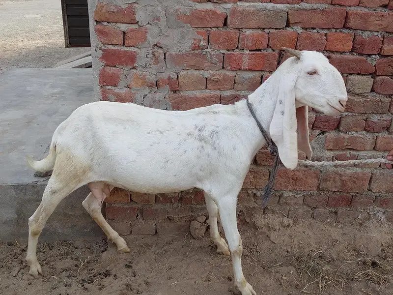 Rajan pori bakri urgent for sale — photo 2